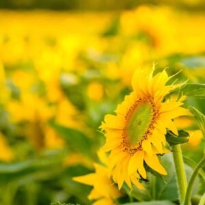 Classic Black T-Shirt
