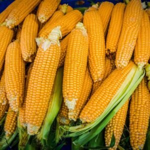 Classic Black T-Shirt