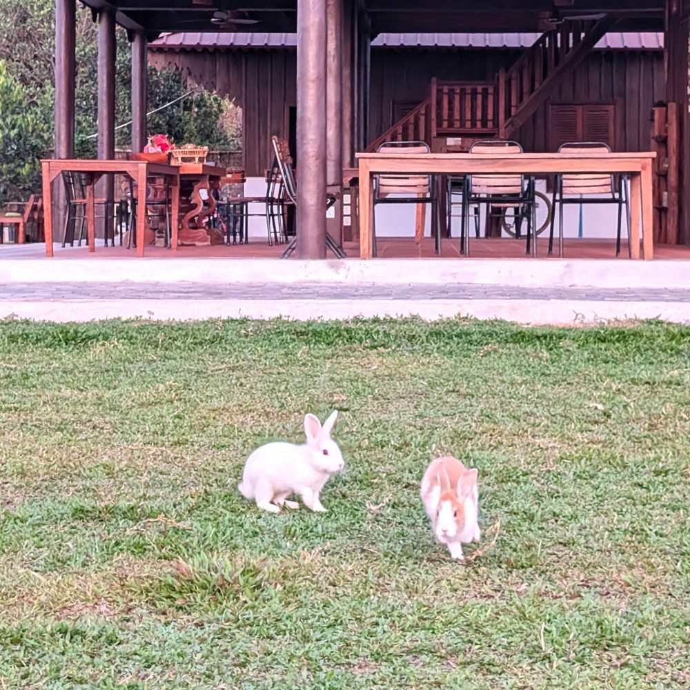 Home-Cooked Dinner at Baitang Siem Reap (17)