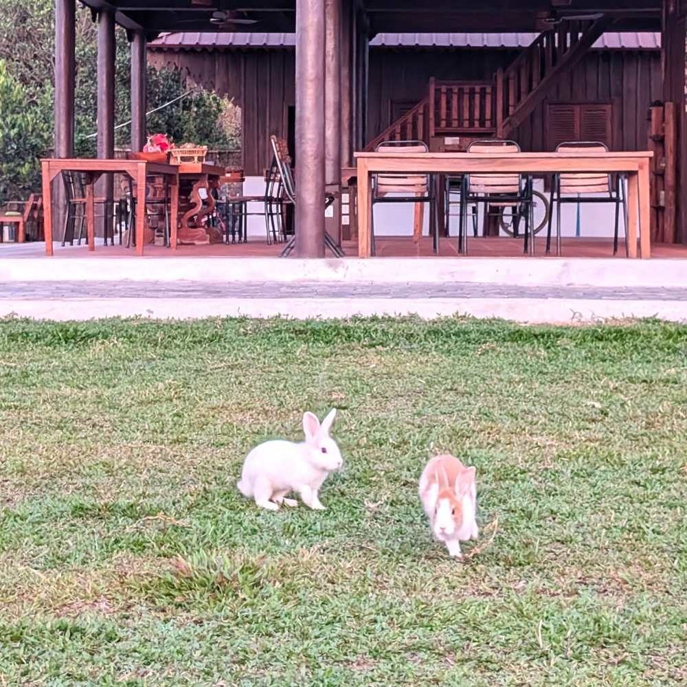 Home-Cooked Dinner at Baitang Siem Reap (17)